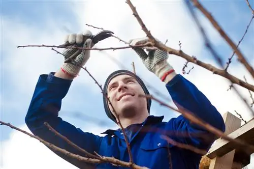 Appelkoosboom sny