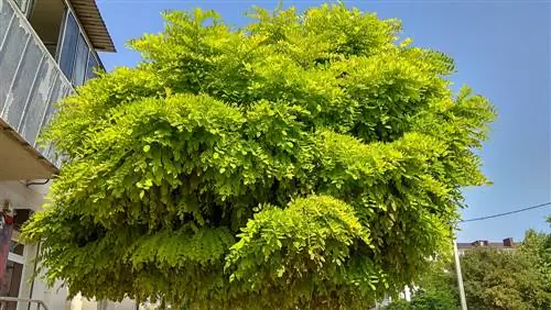 cutting mock acacia