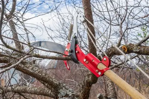 Step by step: instructions for pruning wild cherries