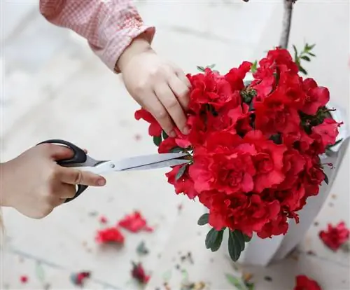 Klipp av innendørs azalea: Tips for en fantastisk blomst