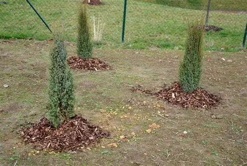 rocket juniper cutting