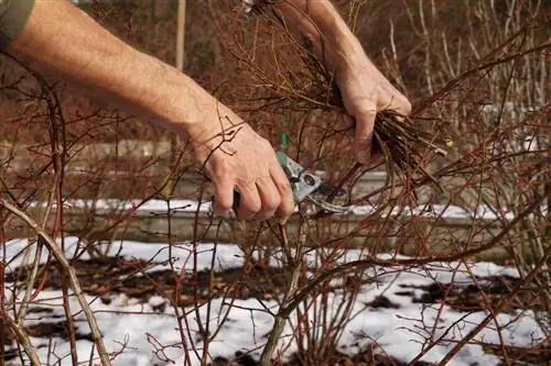 Tagliare alberi ornamentali: quando e come farlo correttamente?