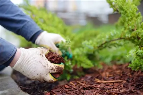 Bark mulch grain size: Which size is the right one?