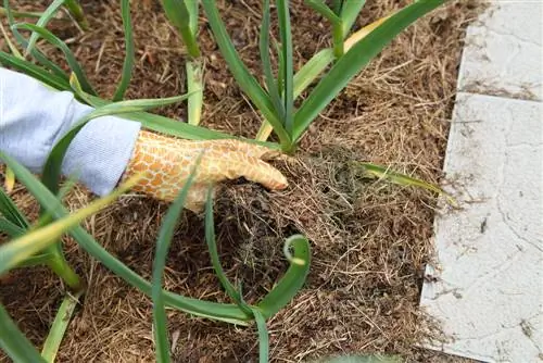 Bark mulch alternative