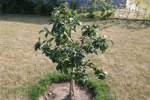 menebang pohon buah kerdil