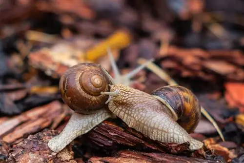 Bark mulch: Mabisang paraan para sa pagtataboy ng mga snail