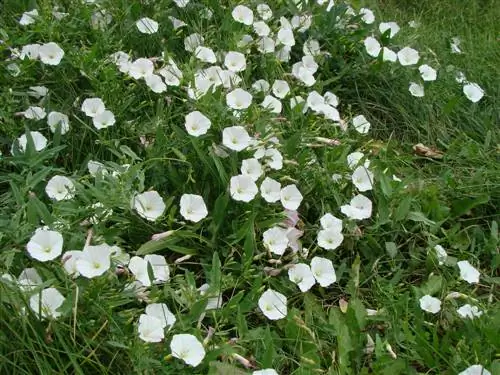 Bindweed in the garden? Kako se riješiti korijenske kuge