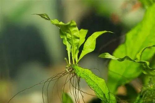 শিকড়গুলিতে জাভা ফার্ন: আমি কীভাবে এটি চাষ করব এবং যত্ন করব?