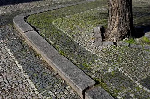 Korijenje lipe u vrtu: Kako izbjeći štetu