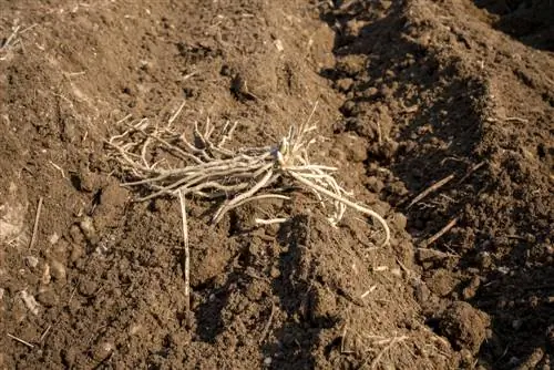 asparagus root