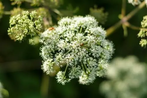 Poisonous hemlock plant: Recognize and avoid