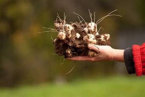 ugat ng Jerusalem artichoke