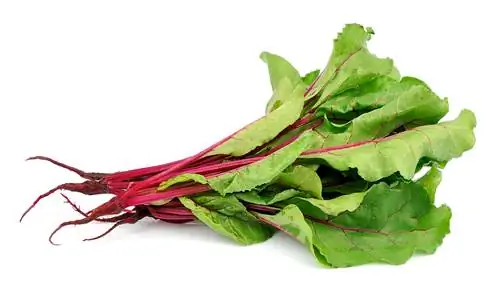 chard root