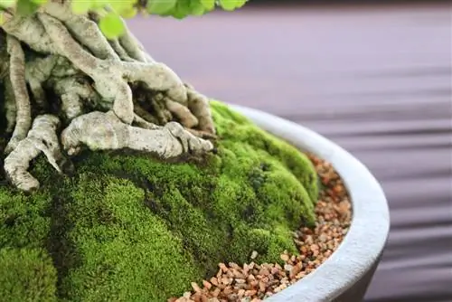 bonsai kökü