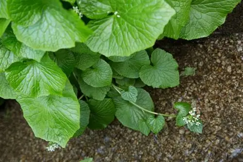 wasabi root