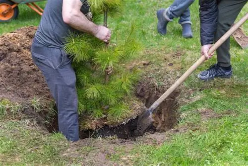 Menanam pohon cedar: Apa yang harus diperhatikan saat menanam akar?