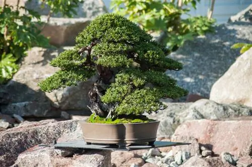 taxus bonsai