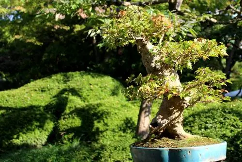 Tricorn esdoorn bonsai: Hoe verzorgen en ontwerpen?