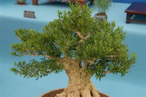 bonsai di bosso