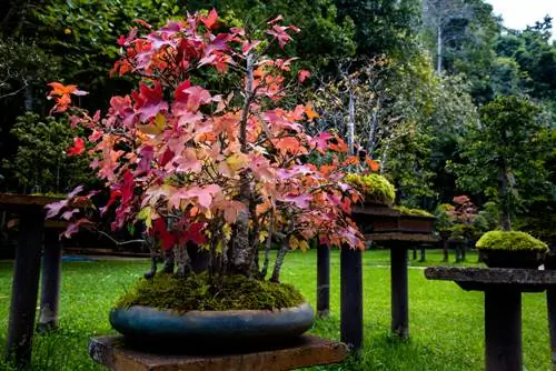 bonsai di acero di fuoco