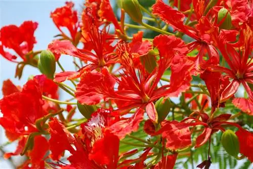 flame tree bonsai