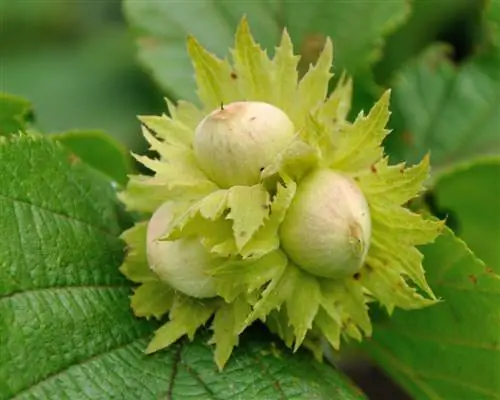 bonsai di nocciola