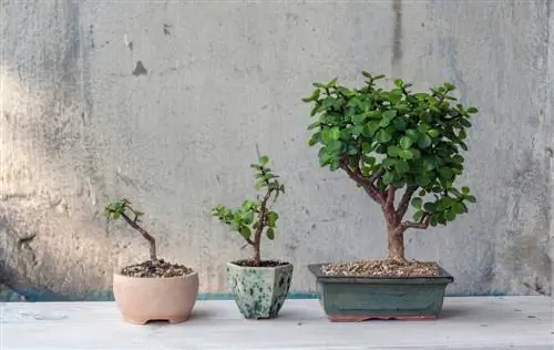 bonsai van de jadeboom