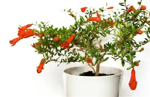 Granaatbonsai: Instruksies vir versorging en ontwerp