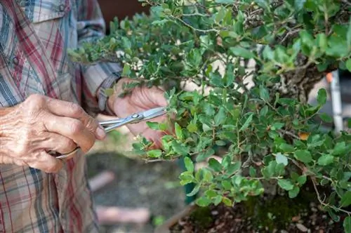 bonsai od hrasta plutnjaka