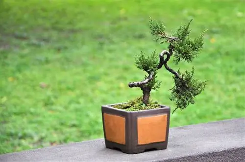 bonsai dell'albero della vita