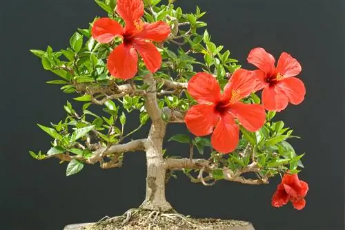 Designing a hibiscus bonsai: shaping, cutting and care