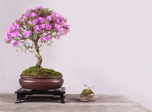 bonsai z rododendronami