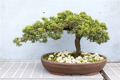 bonsai de coníferes