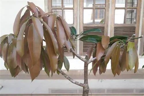 Exotic eye-catcher: How do you grow a mango bonsai?