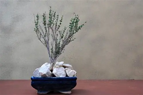 tüümiani bonsai