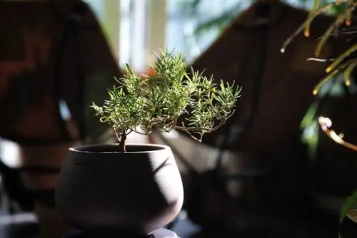 Rozmarýn jako bonsai: Fascinující možnosti designu