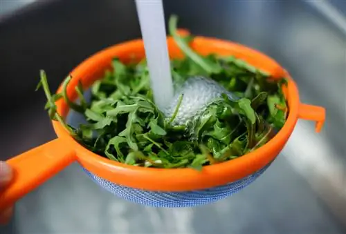 Hugasan at ihanda ang arugula: Narito kung paano ito gawin nang tama