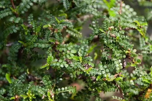 bonsai ze šňůrového stromu