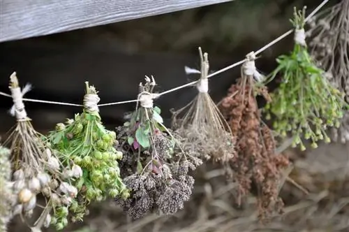 Preserving herbs: This is how you preserve their aroma