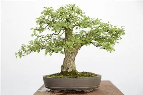 bonsai di biancospino