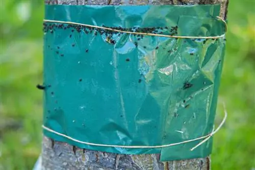 Attach glue rings: This is how you protect fruit trees effectively