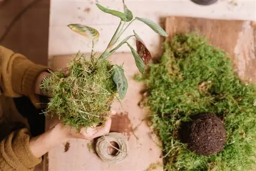 Préserver la mousse : De cette façon, elle reste fraîche et verte pendant longtemps