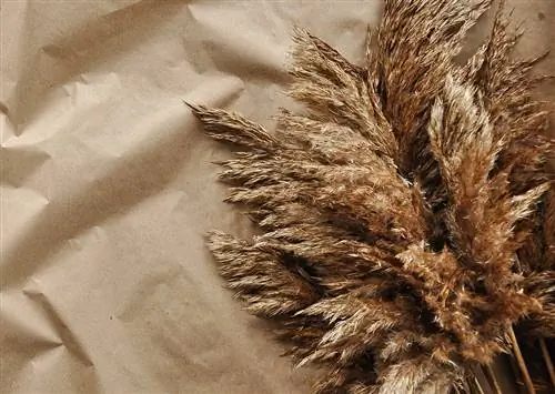 Dried pampas grass on wrapping paper