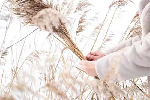 The fronds of pampas grass are collected and dried in winter.