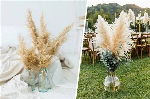 Dried pampas grass in a vase as a decorative element in the bedroom and fresh pampas grass as a decoration in a vase with eucalyptus