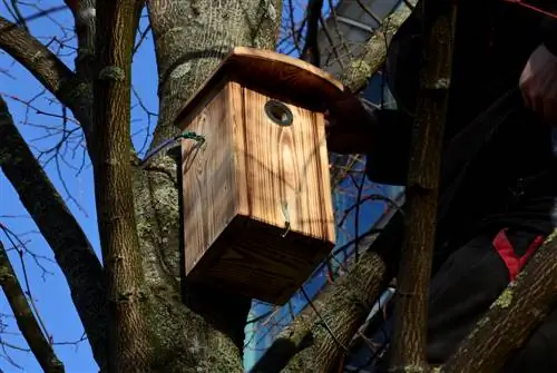 Matagumpay na maakit ang mga ibon: ikabit nang tama ang nesting box