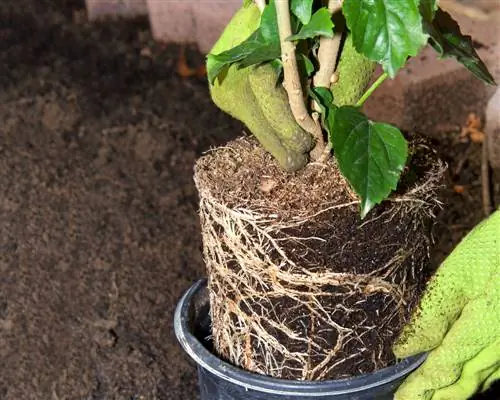 plantetid for hibiscus