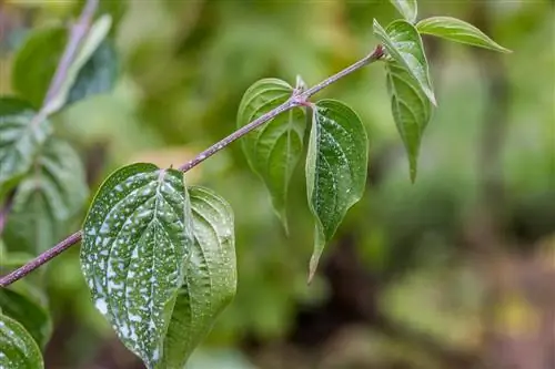 mildew chili