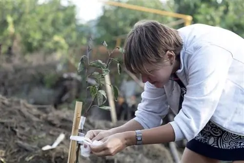 planttijd van fruitbomen