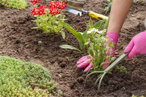 meerjarige planttyd